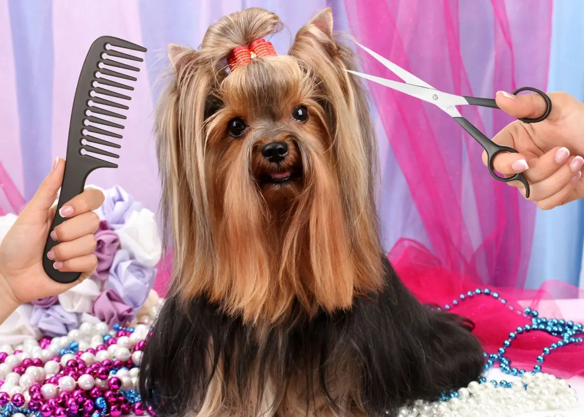 A Yorkie with a red bow on its head is groomed and pampered with a comb and scissors