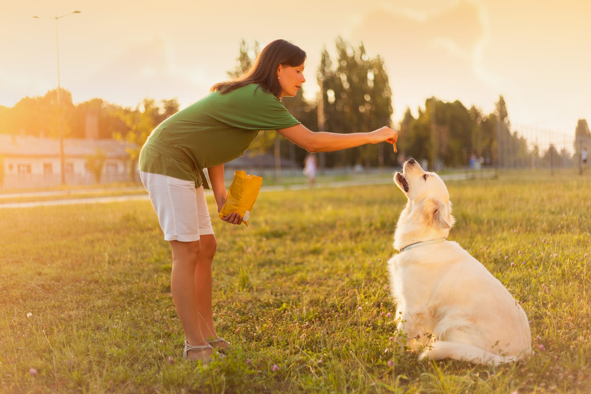 I feed the clearance dog