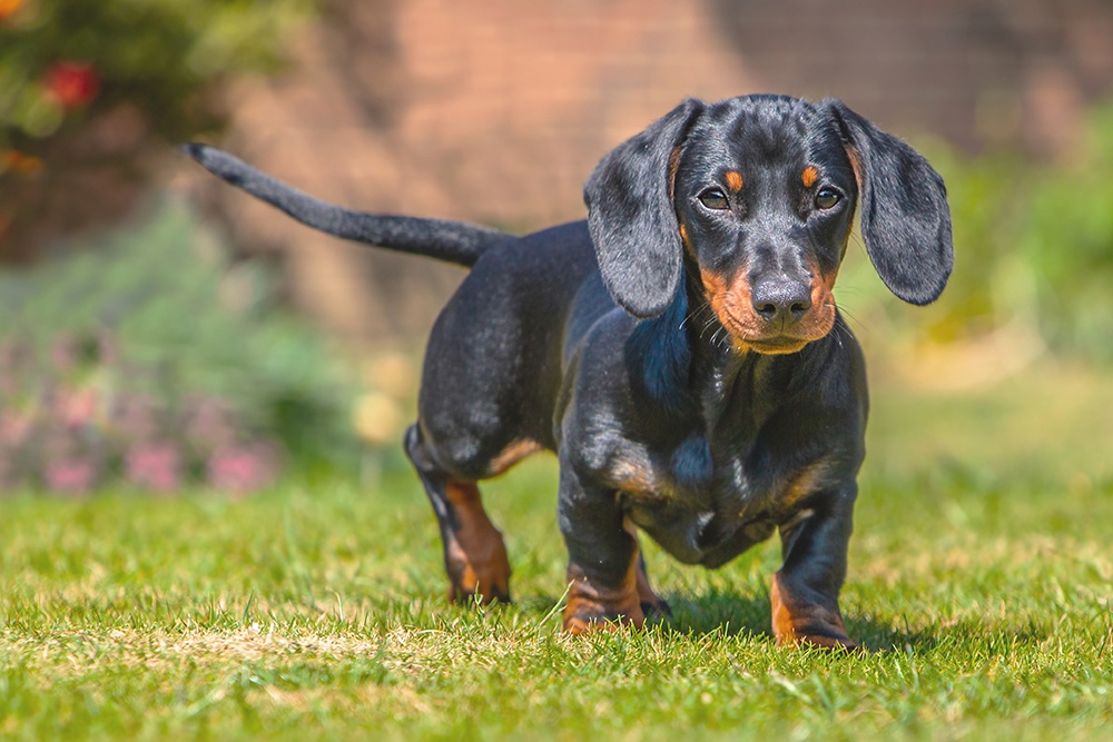 what color is my dachshund