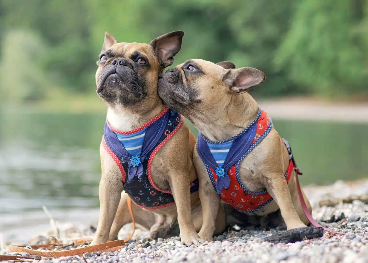 2 French Bulldogs wearing dog walking harnesses sit outside