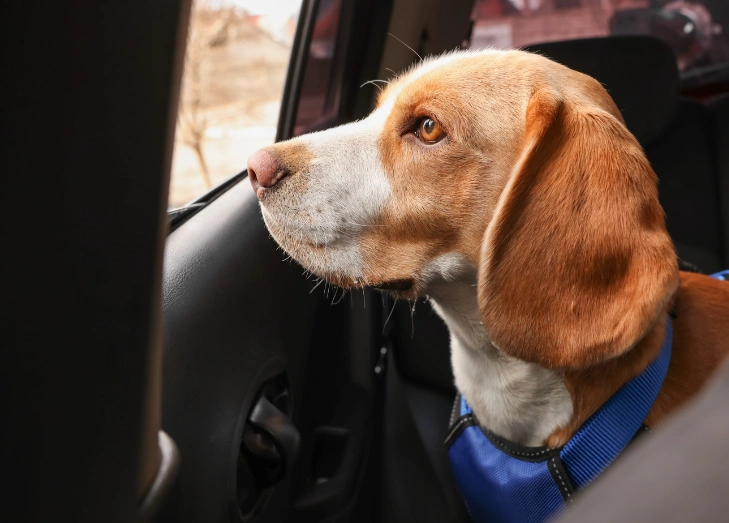 Car Safety & Security Basics For Dogs in Vehicles Part 2