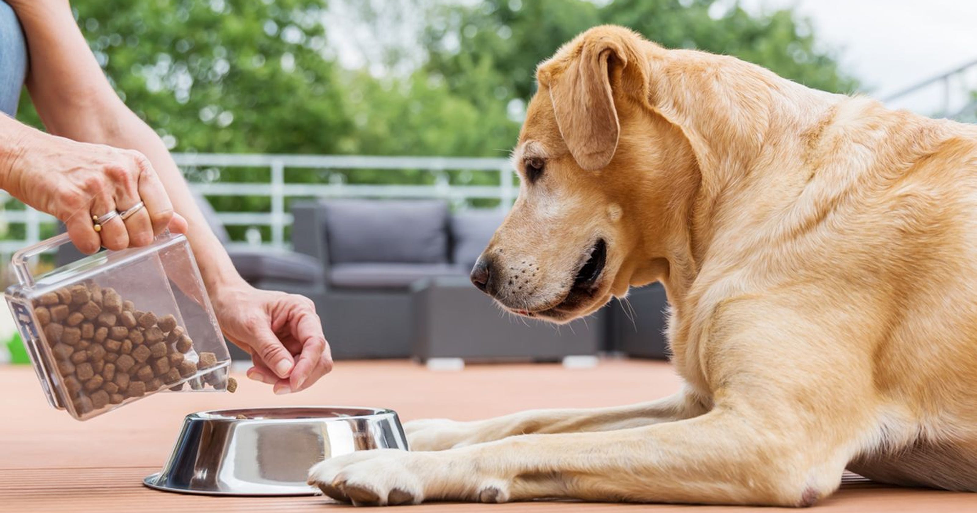 DCM And Your Dog’s Food What You Need to Know