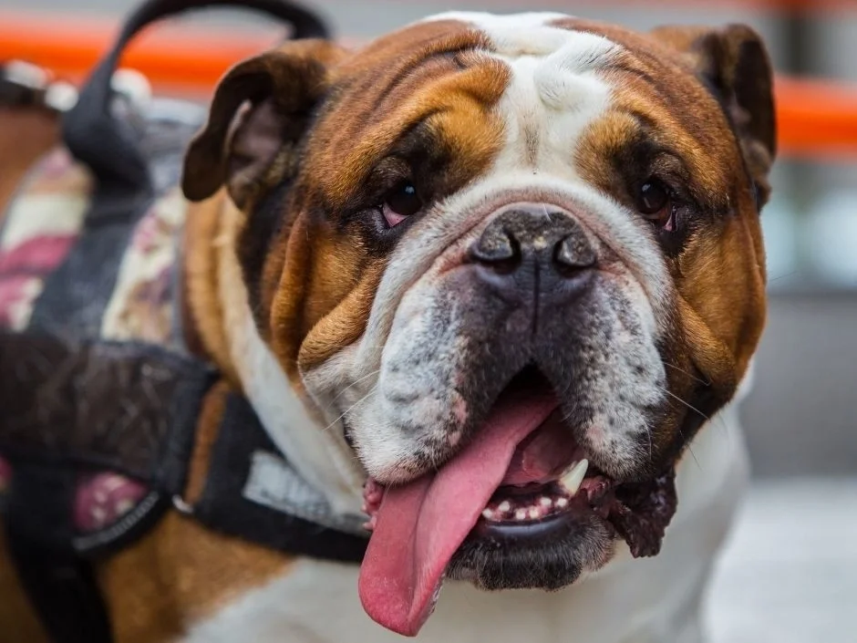Close-up of English Bulldog face showing deep skin folds and wrinkles requiring regular cleaning