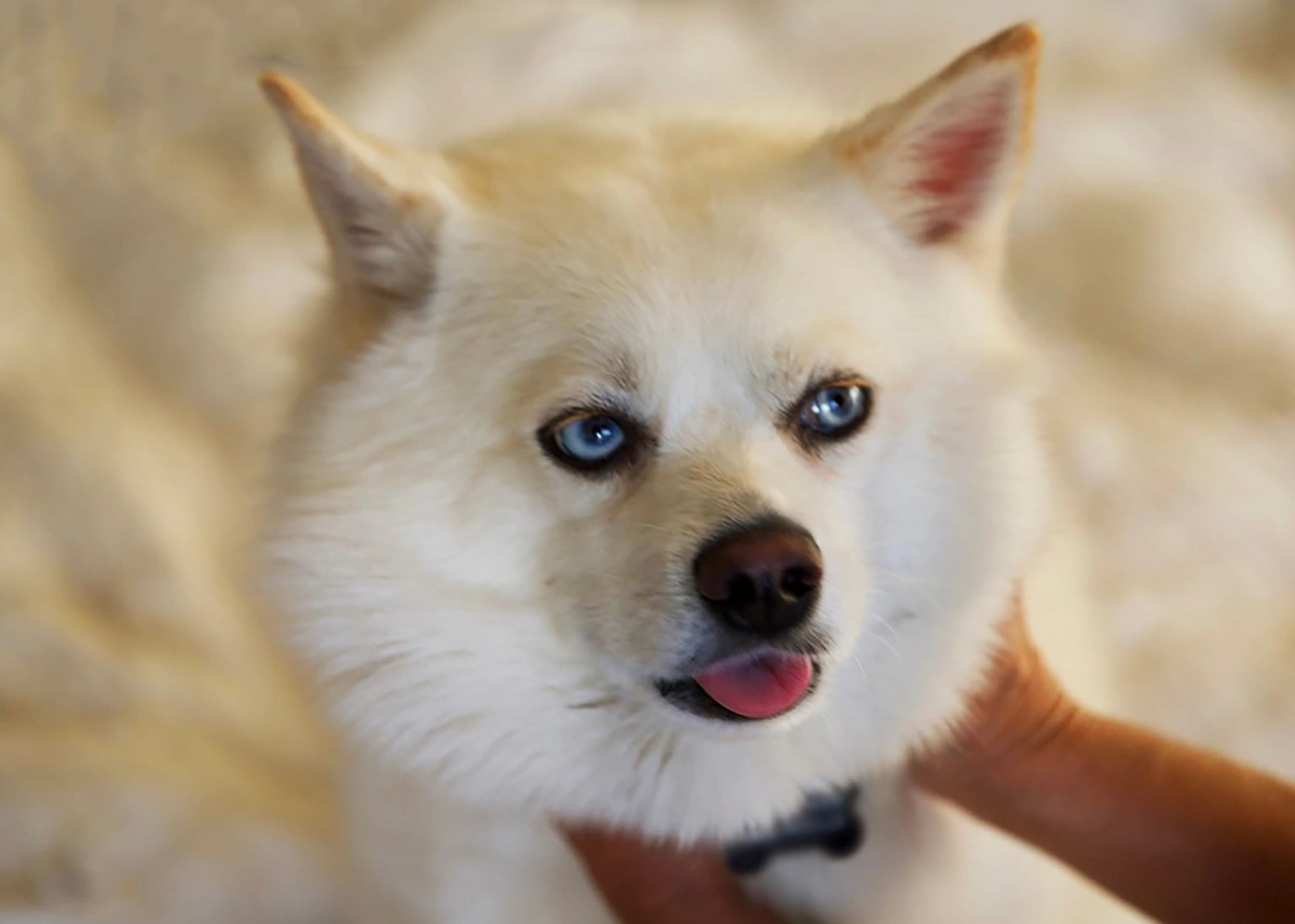 whiteblueeyedpomsky.webp