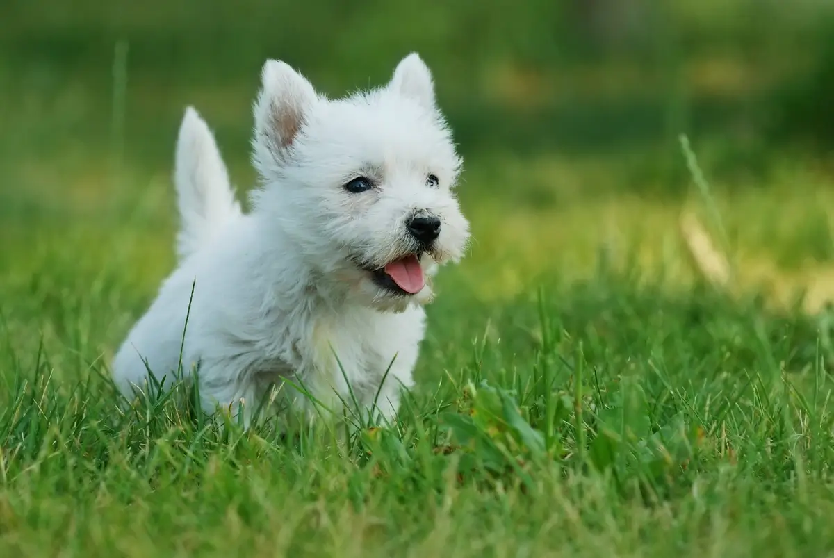 A West Highland White Terrier puppy frolics in the grass.