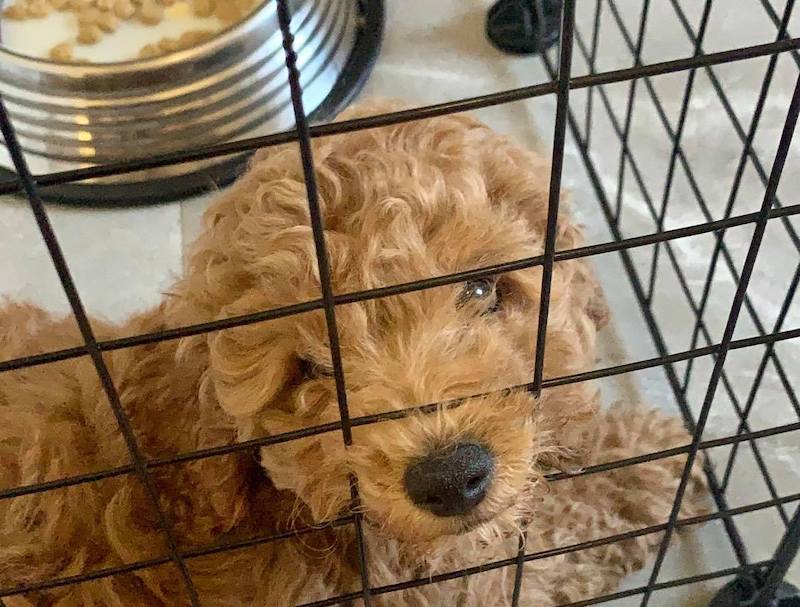 Chicken the toy poodle puppy in his play pen