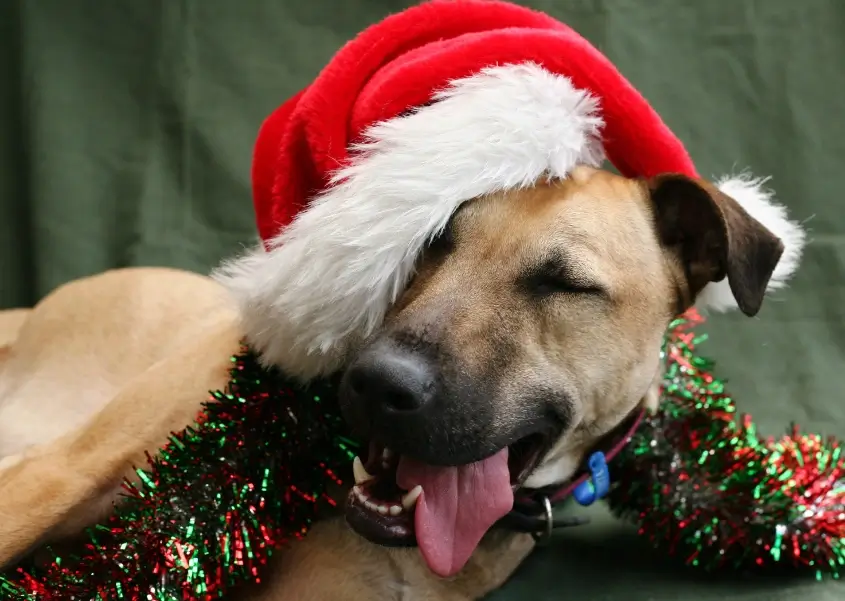 dogsantahattinsel (1).webp