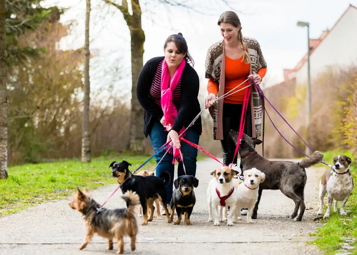 2 women walk a pack of 7 dogs