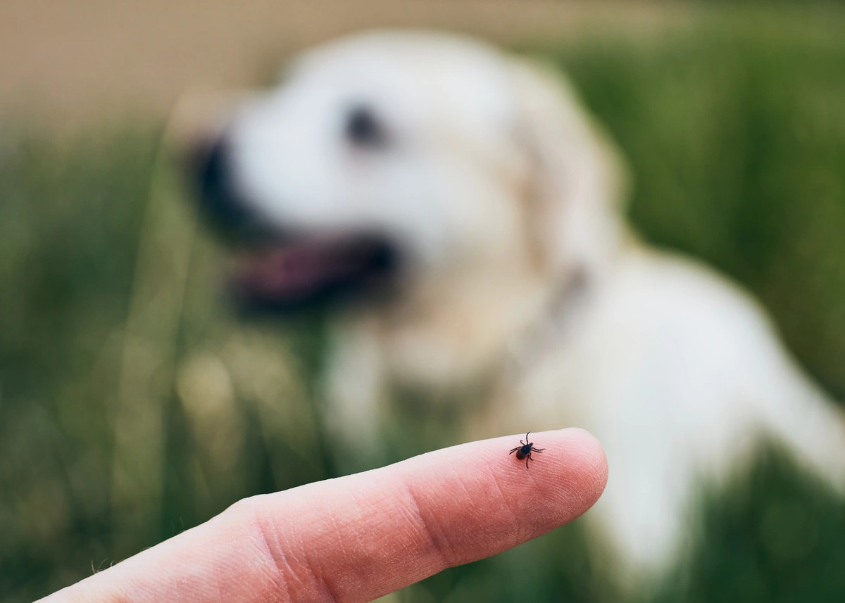 a human holds up a tiny tick on the finger with a puppy in the background