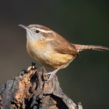 Alabama Birds Carolina Wren