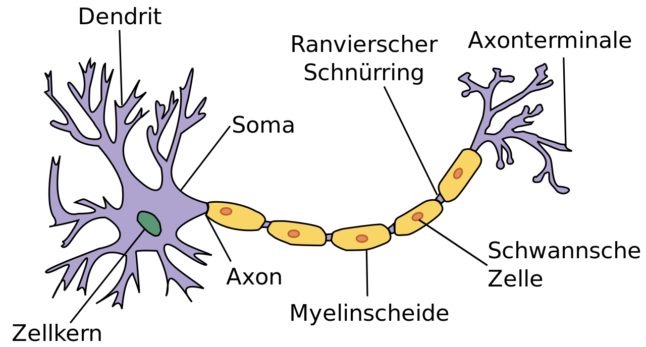 Aufbau Eines Neurons 3219