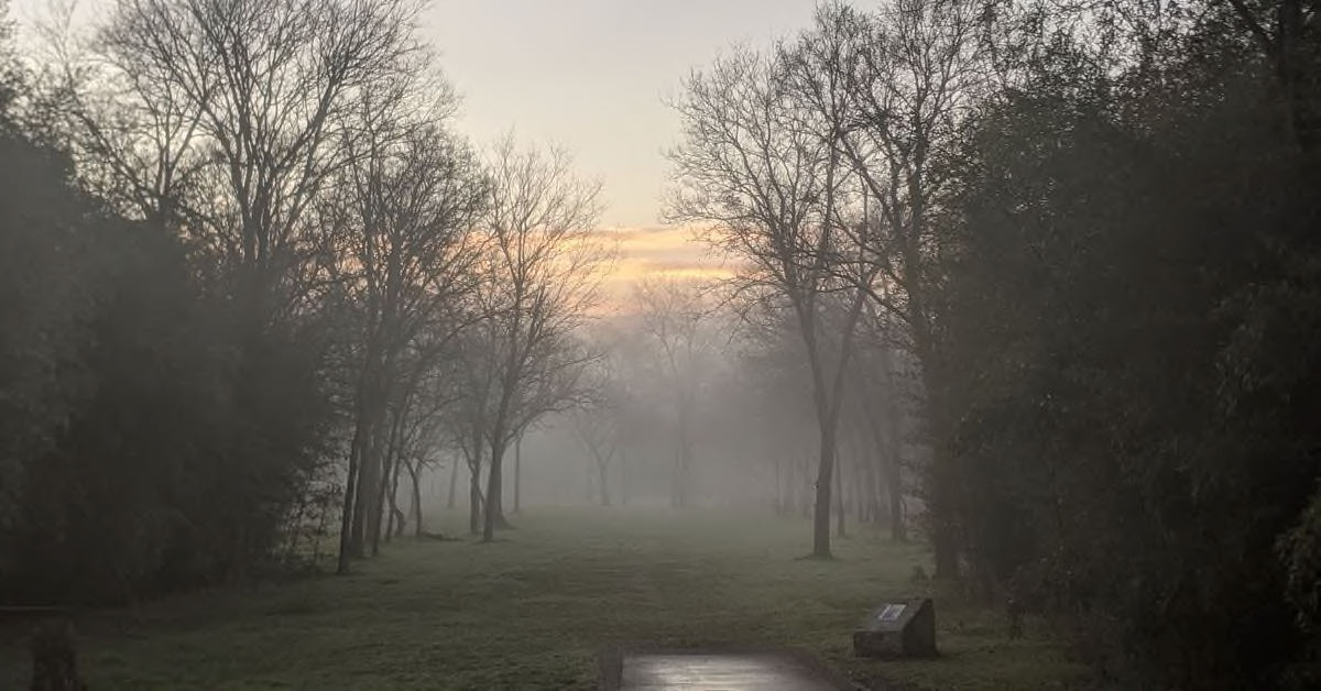 A misty, wooded disc golf fairway