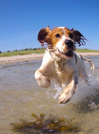 cockerspanielrunning.webp