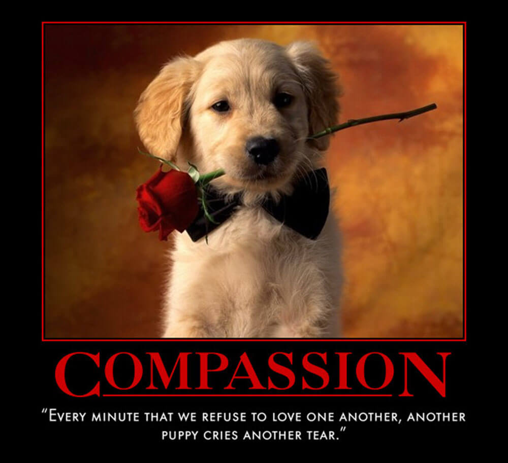 Compassion - House Quotes