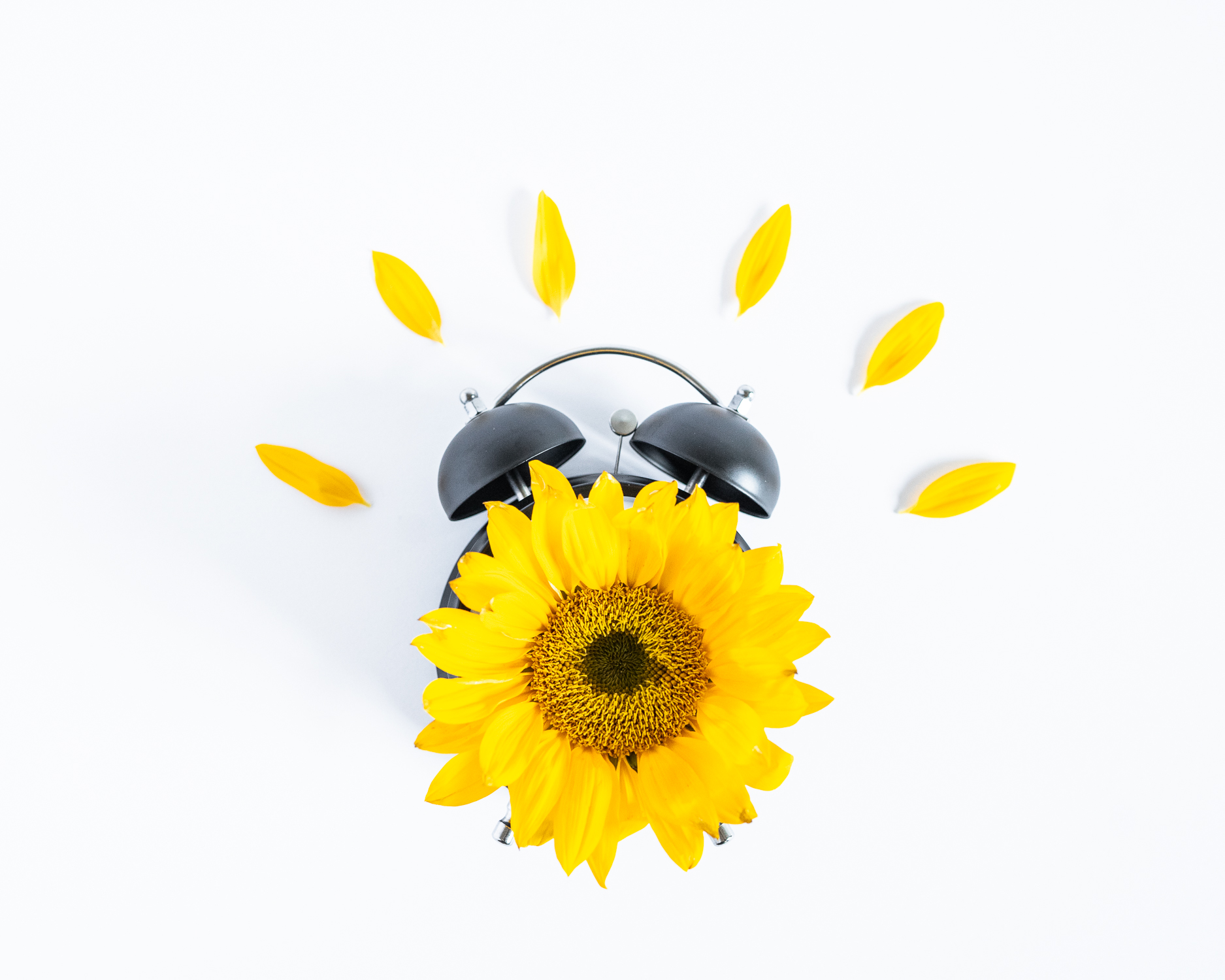 Funny Sunflower Clock with Petals