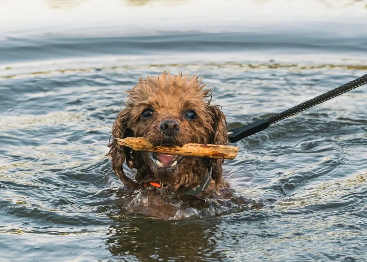 toypoodleswim (1).webp