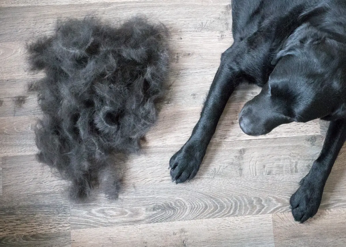 A pile of black dog fur sits next to a black Labrador Retriever