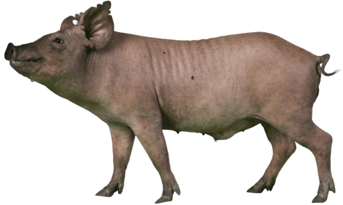 blog_preclinical_pig_2.webp