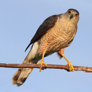 Alabama Birds Cooper's Hawk