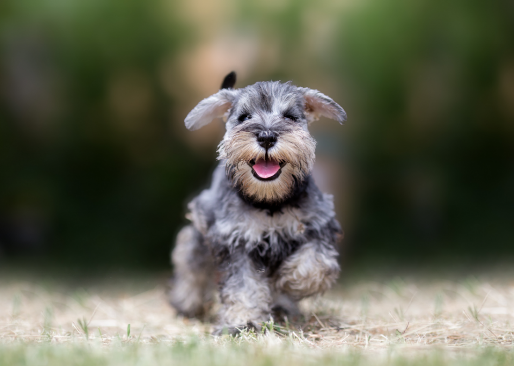 Miniature small dog store breeds