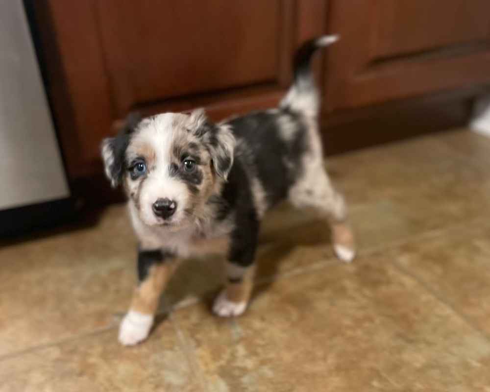 Shoreline Australian Shepherds-Available Puppies, image size:1000x800