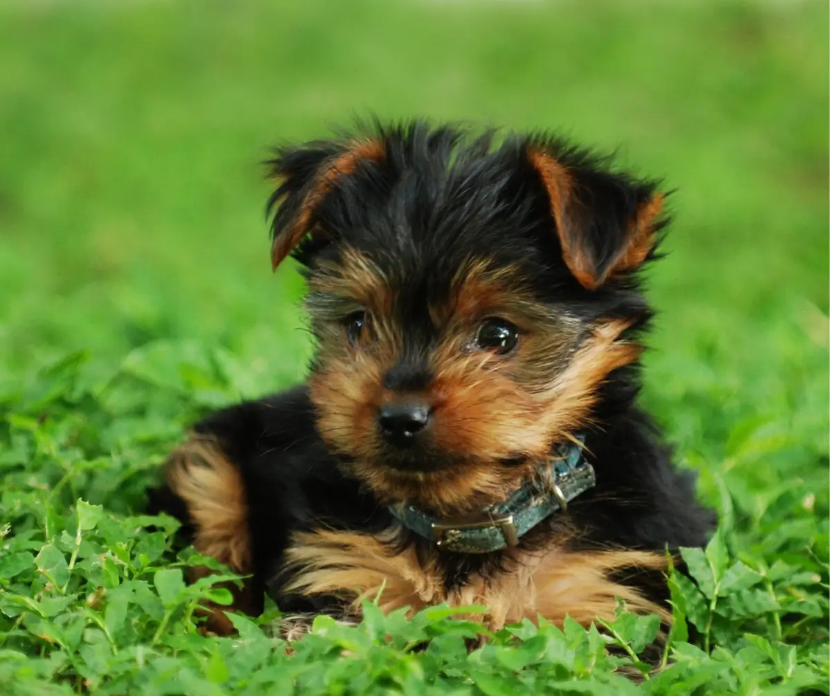 Yorkie_Puppy (1).webp