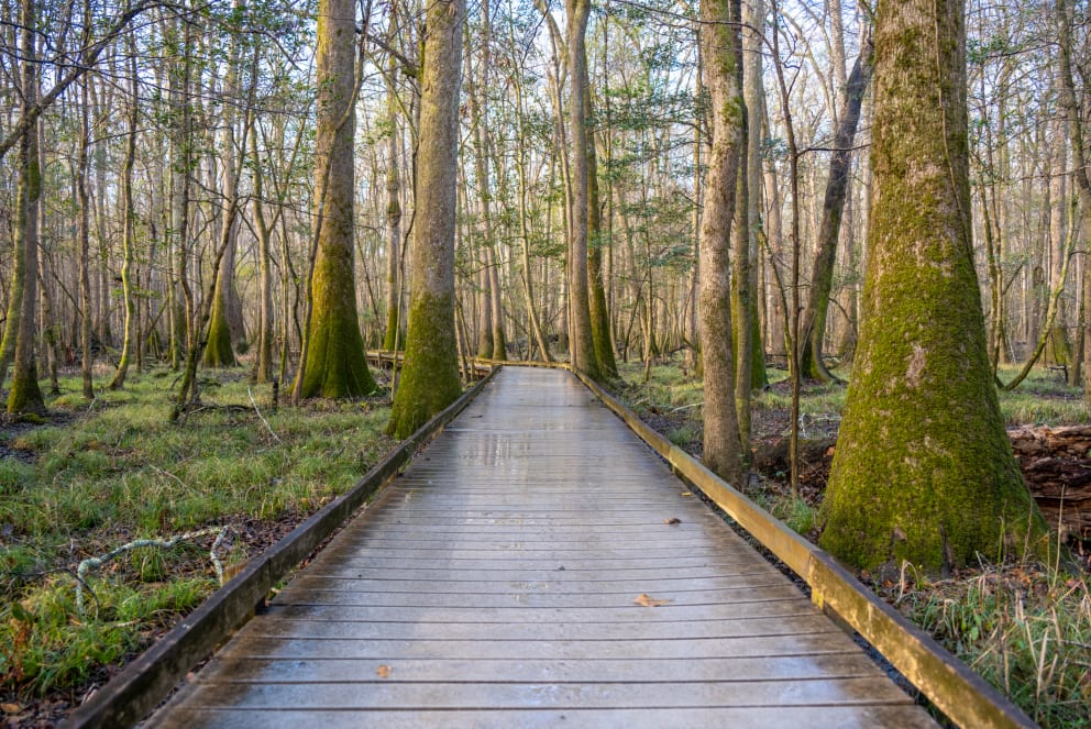 congaree national park swamp