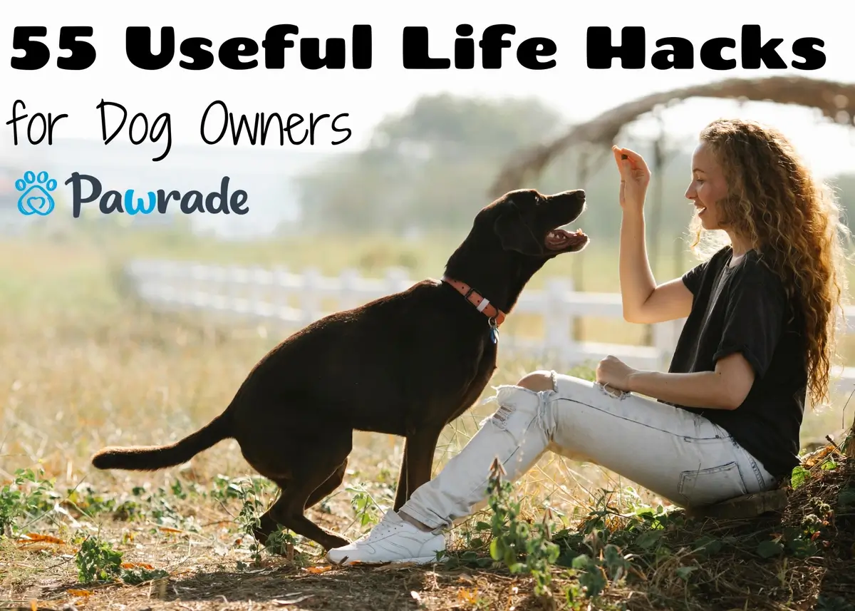 55 Useful Life Hacks for Dog Owners | Pawrade