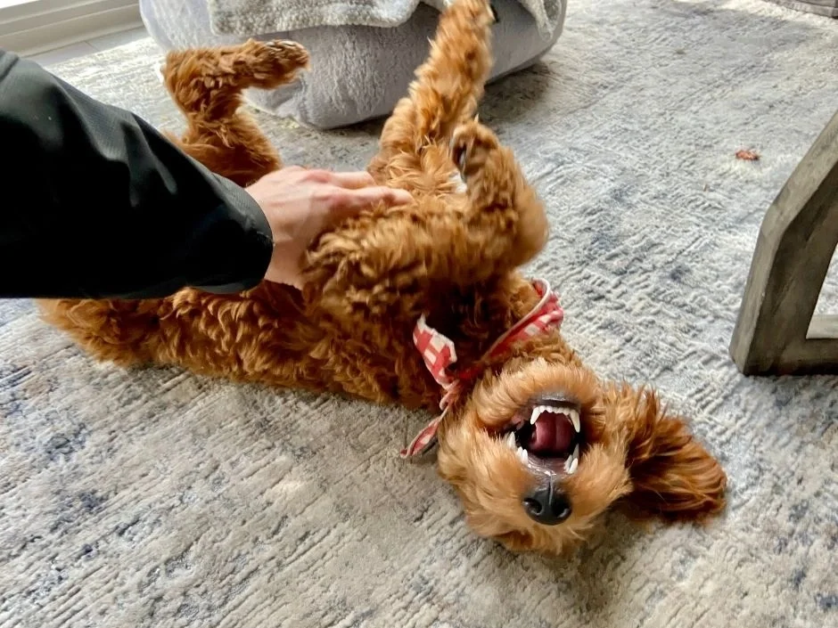 Small apricot mini Goldendoodle puppy rolling on its back and playing with an owner indoors on a rug