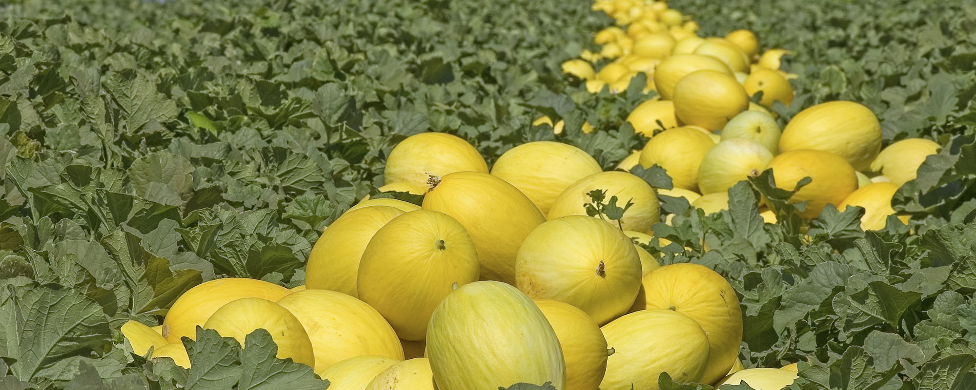 Four unique melons to enter the market Rijk Zwaan