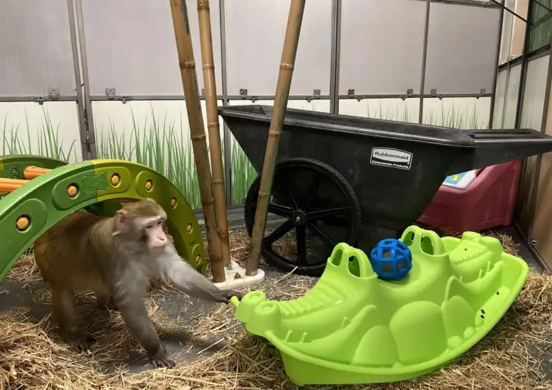 Dash investigates his novel structural enrichment.