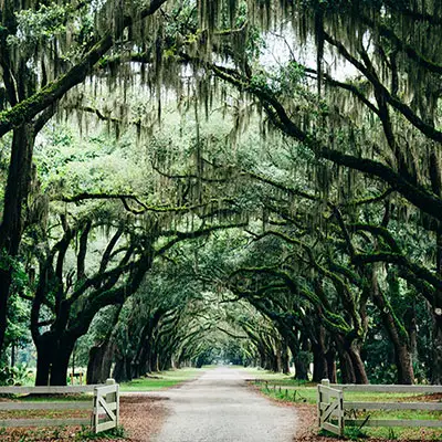 Mossy Savannah, Georgia