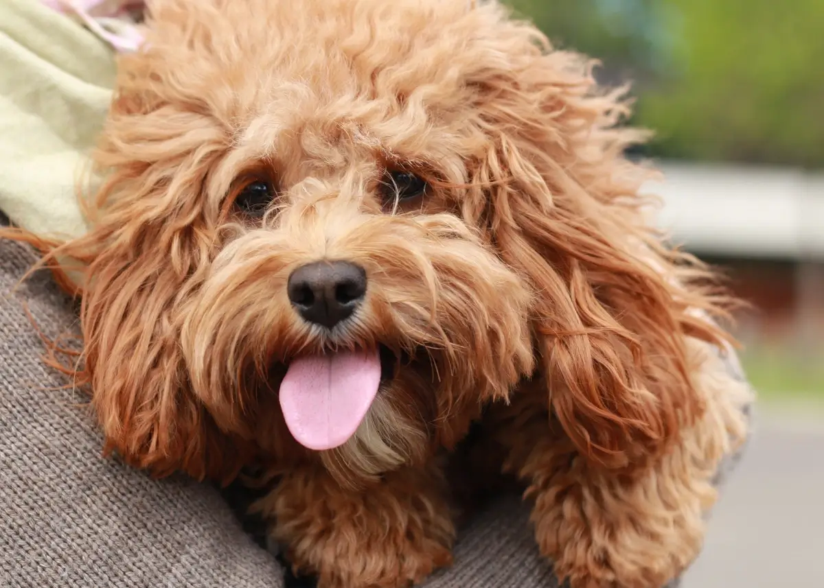 A tan/red Cavapoo sticks out its tongue