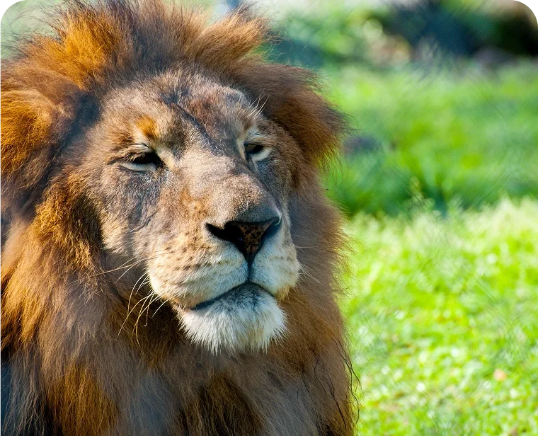Alabama Gulf Coast Zoo
