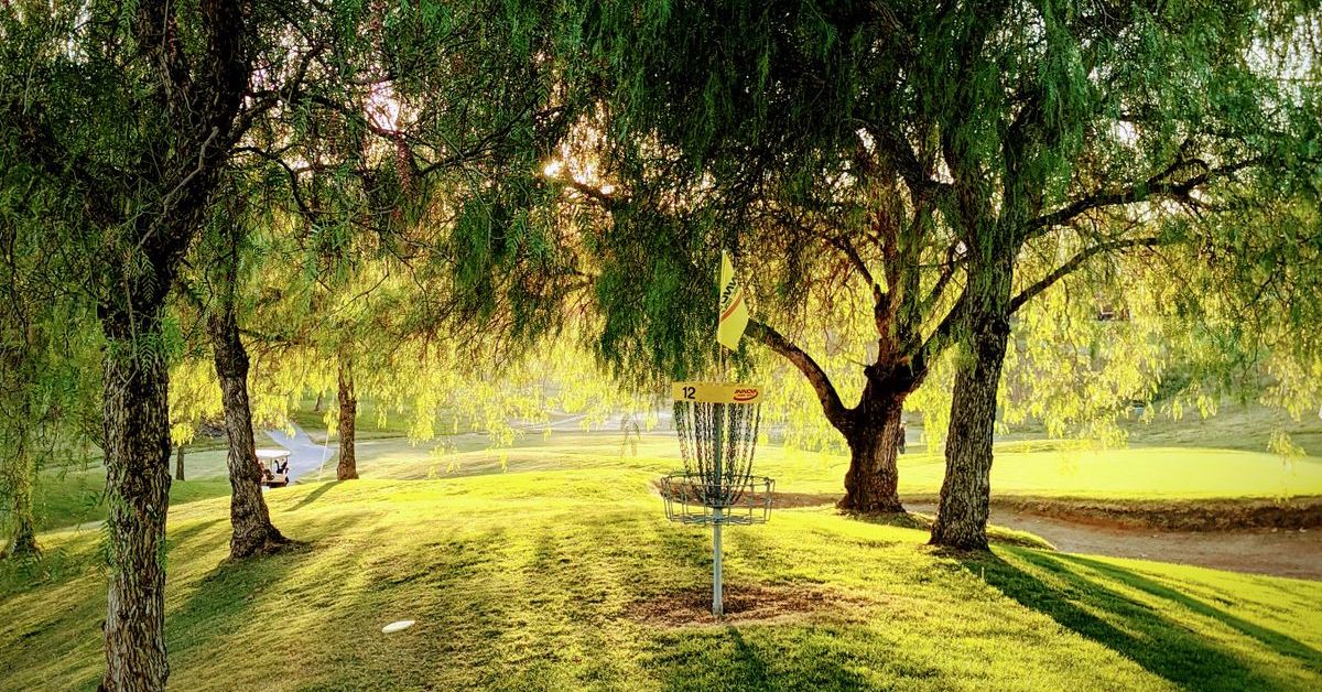 Disc golf basket on green illuminated with beautiful morning light under mid-sized bushy trees