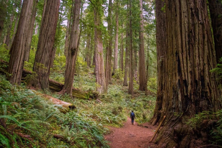 Woman Hiking RedWoods California