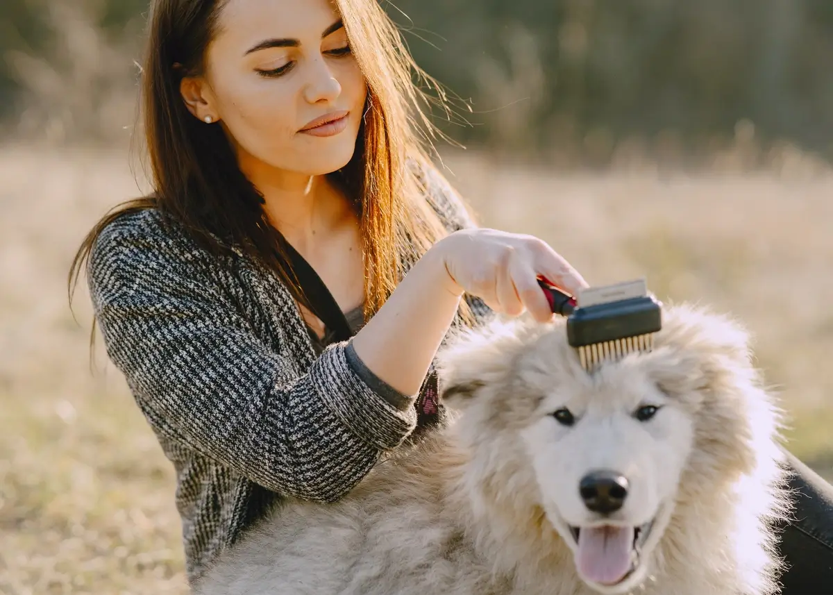 Best Dog Hair Removal Tools to Manage Shedding