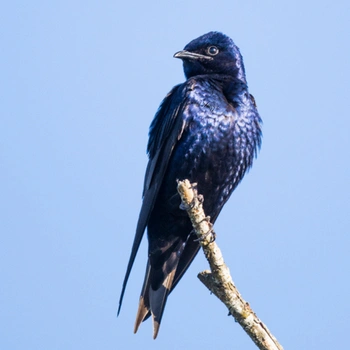 Alabama Birds Purple Martin