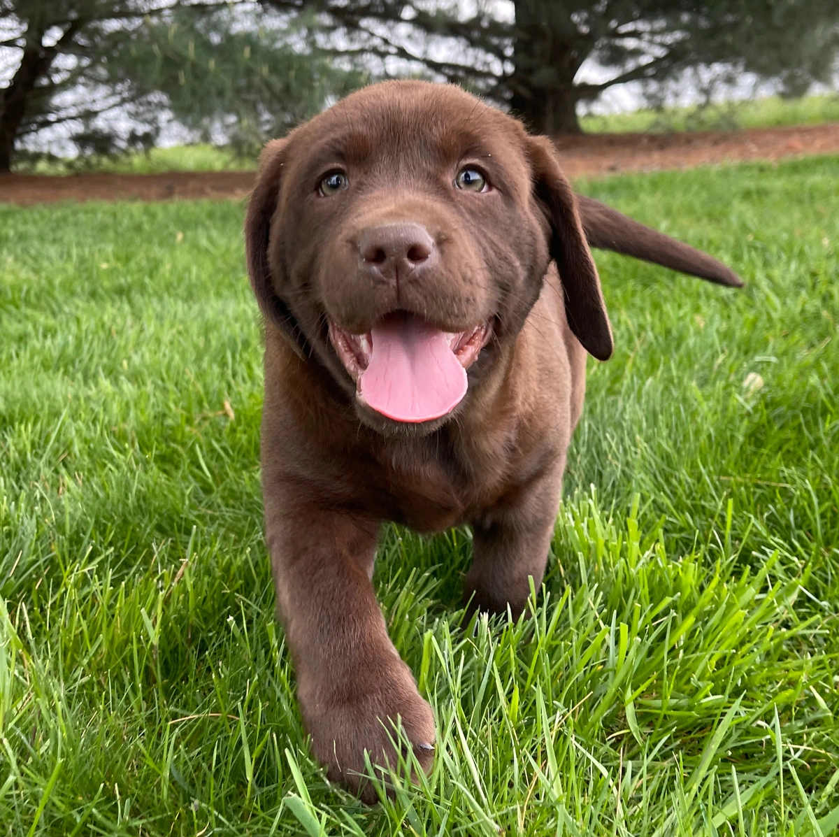 laborador retriever