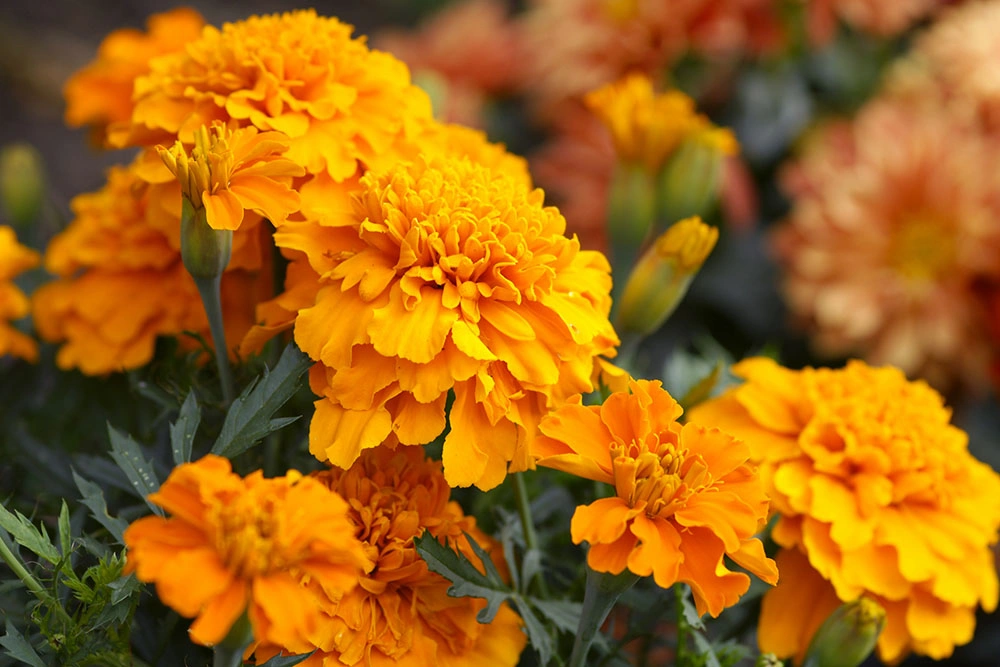 marigold