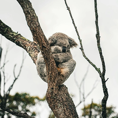 Adorable koala