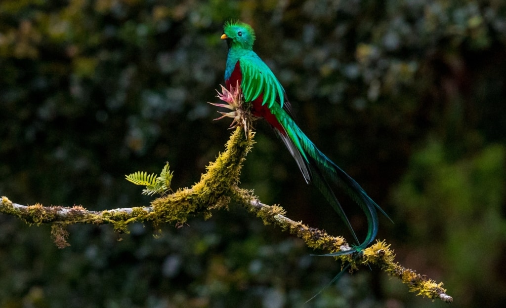 Quels sont les principaux animaux du Costa Rica ? | Blog Odysway - Odysway