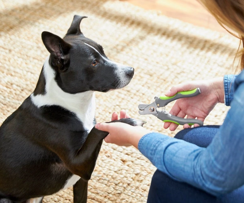 15 Dog Paw Care Products for Healthy Puppy Paws