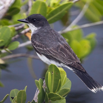 Alabama Birds Eastern Kingbird
