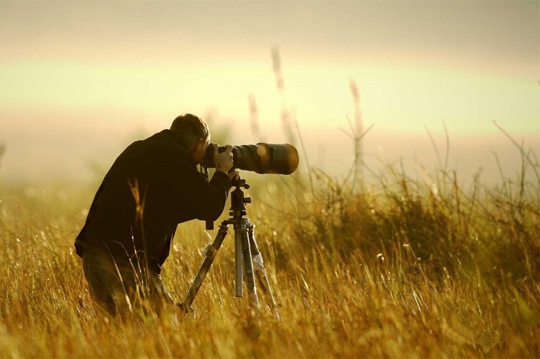 Photo animalière dans le Jura