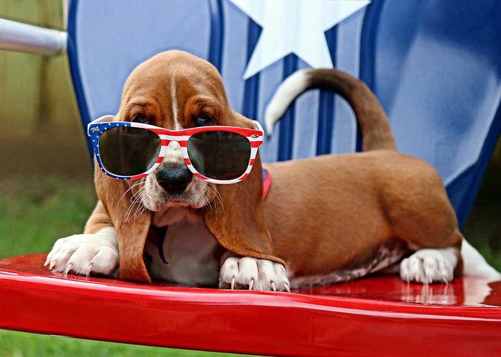 A Basset Hound decked out in July 4 red white and blue sunglasses