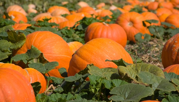 Alabama's Best Pumpkin Treats