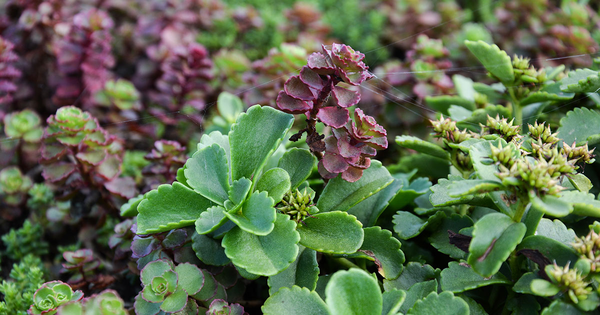 green sedum