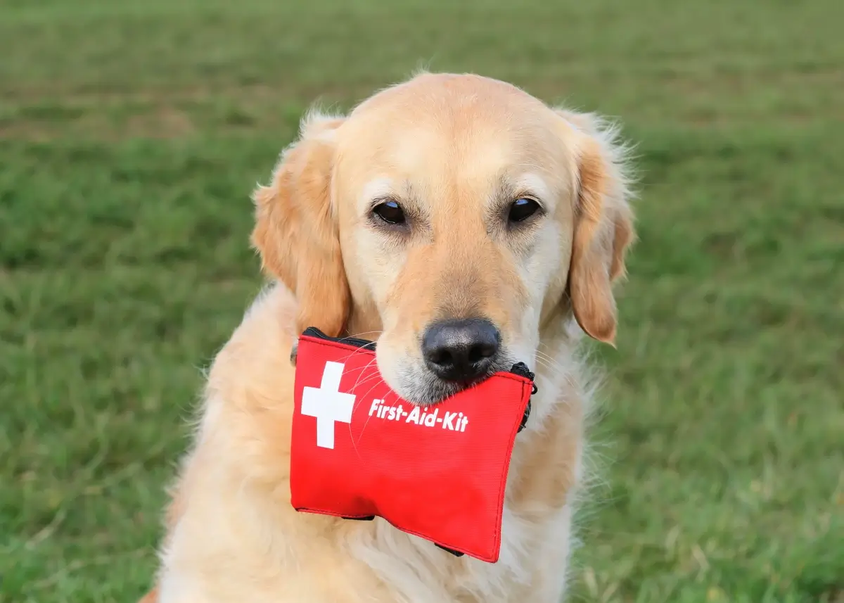 goldenfirstaid (1).webp