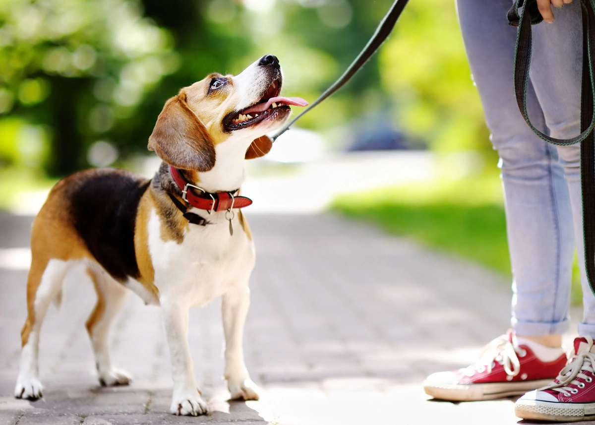 A Beagle on a leash looks up adoringly at its owner